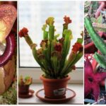 Roofdierplanten: nepentes, sarracenia en stapelia