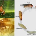 Цикълът на развитие на мухата на пъпеш