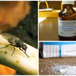 وصفات شعبية للتعامل مع ذبابة البصل