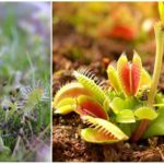 Sundew, English et Venus flytrap