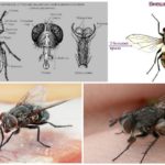 Cấu trúc của ruồi