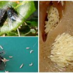 Ovos e larvas de mosca