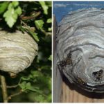 Forest Wasp Nest