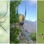 Lieli koku orb-web zirnekļi
