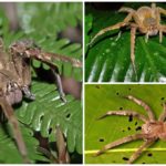 ब्राजील के घूमने वाले मकड़ी