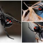 Černý vdovec pavouk