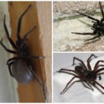 Černý domácí pavouk