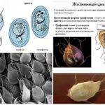 Formes i cicle de vida de Giardia