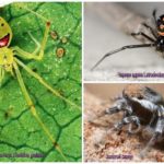 Die schönsten Spinnen der Welt