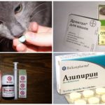 Điều trị Ascariasis ở mèo