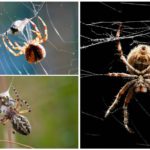 Spinne webt ein Netz