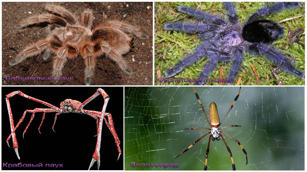 Những con nhện lớn nhất thế giới
