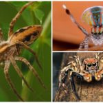 Arten von sicheren Spinnen