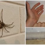 Evde örümcekler