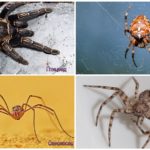 Güvenli örümcek türleri