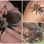 Spider tarantula