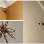 עכבישים בבית