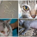 สัญญาณของโรค Ascariasis ในแมว