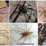 Les aranyes més espantoses