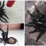 Sidnejas piltuves zirneklis