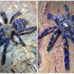 Blå spindel tarantula