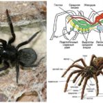 Struktura pavouka